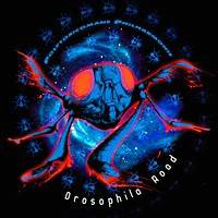 Drosophila Road